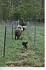 Tori and her sheep and llama.